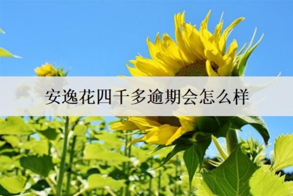 安逸花四千多逾期会怎么样