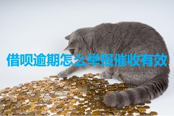 借呗逾期怎么举报催收