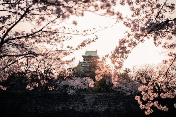 京东白条逾期三年可以只还本金吗